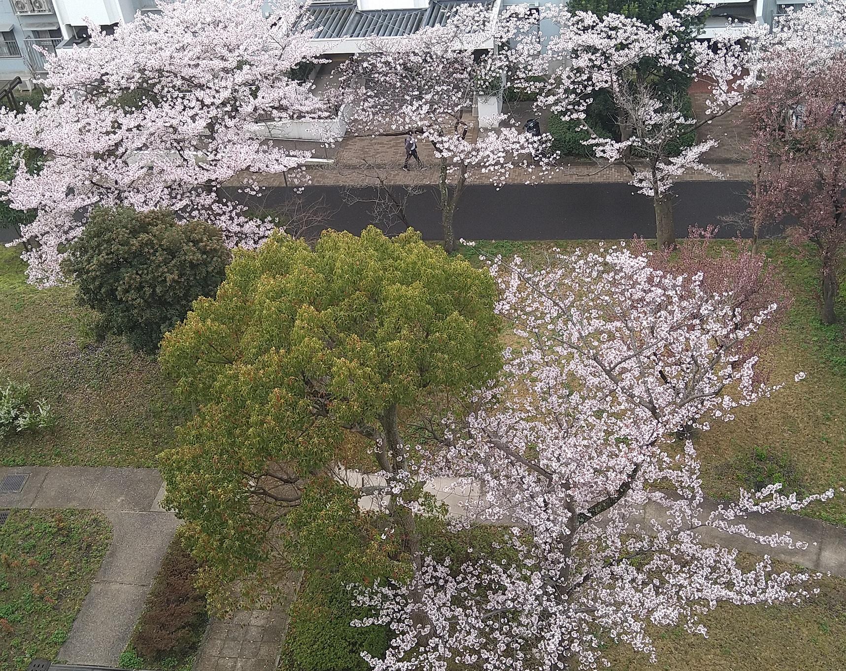 sakura01.jpg